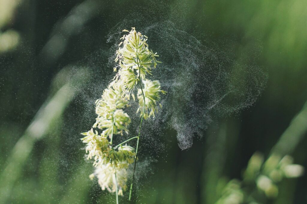 Eine Aufnahme von Pollen im Wind.