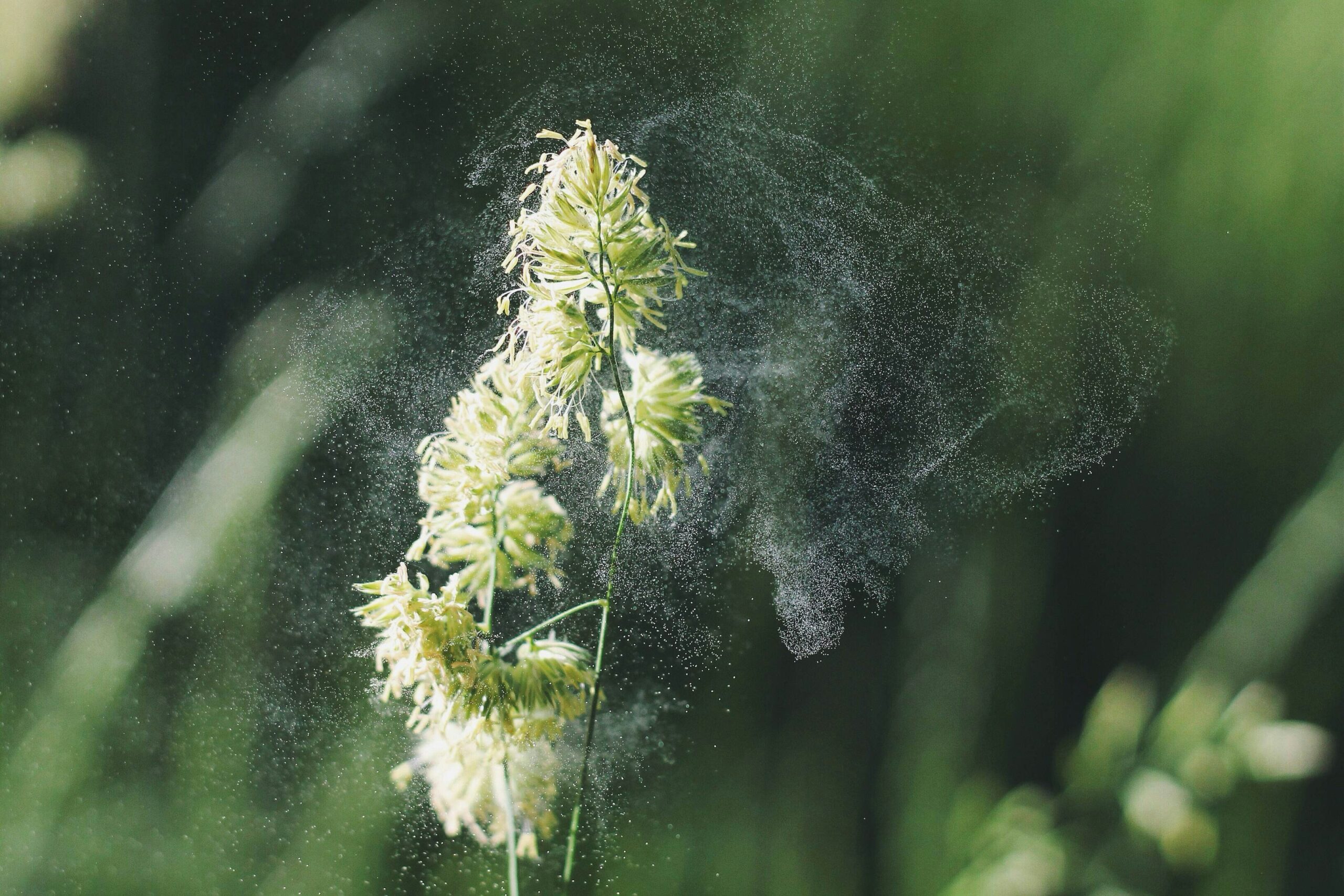 Eine Aufnahme von Pollen im Wind.