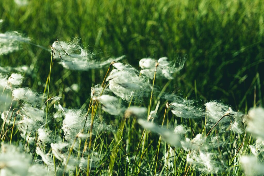 Eine Aufnahme von Pollen im Wind.